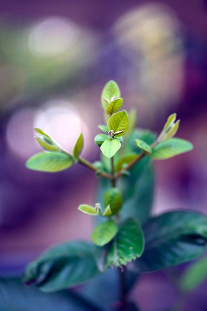 Une plante avec une petite fleur au milieu