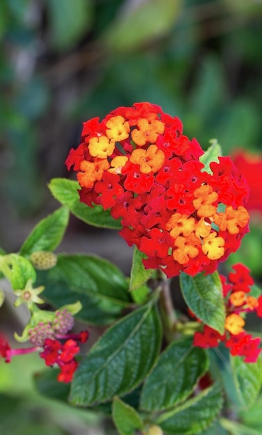 Plante à petites fleurs rouge-jaune, gros plan