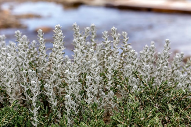 La plante peu étudiée Otanthus maritimus