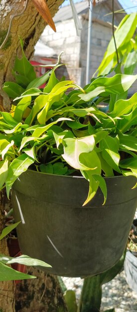 La plante de philodendron prise en gros plan