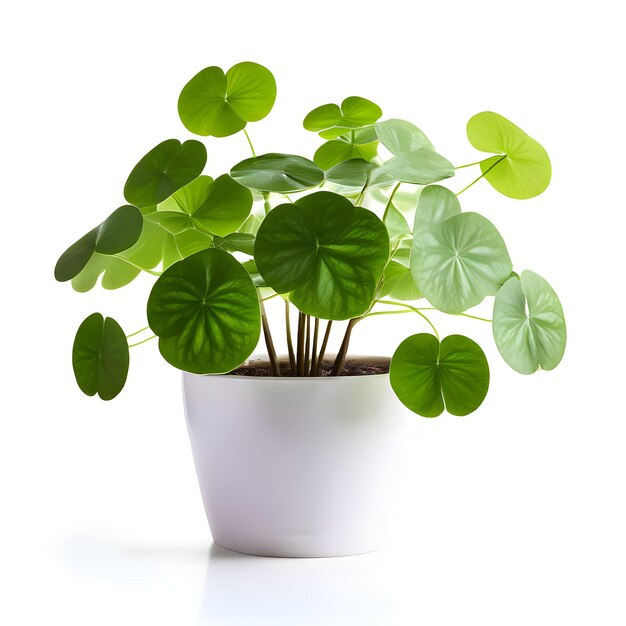 Plante de pilea dans un pot ou un vase blanc moderne