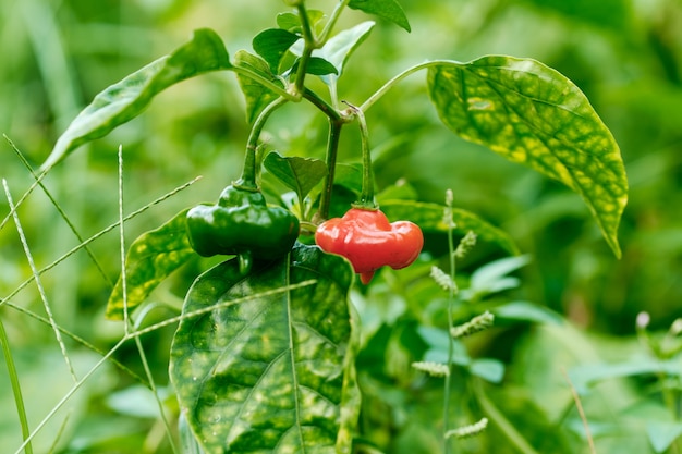 Plante de piment super chaud épicé