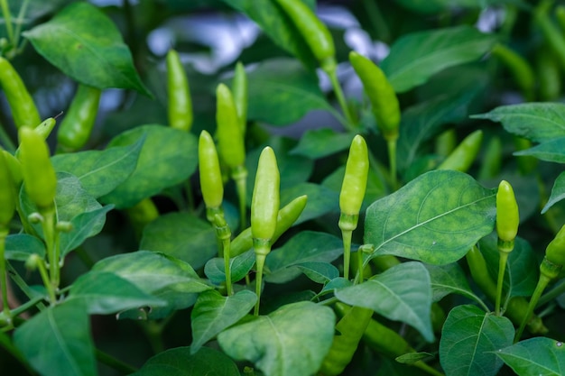 Une plante de piment vert dans un champ d'agriculteurs.