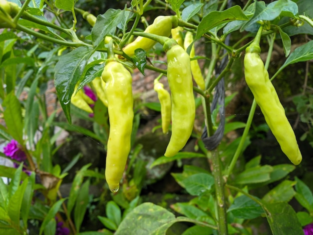 Photo une plante avec des piments verts dessus