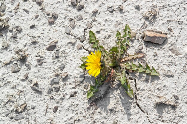 Photo plante de pissenlit dans une ambiance aride