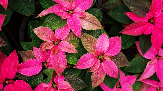 Plante de poinsettia rouge dans un jardin.