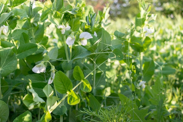 La plante de pois verts fleurit dans le jardin