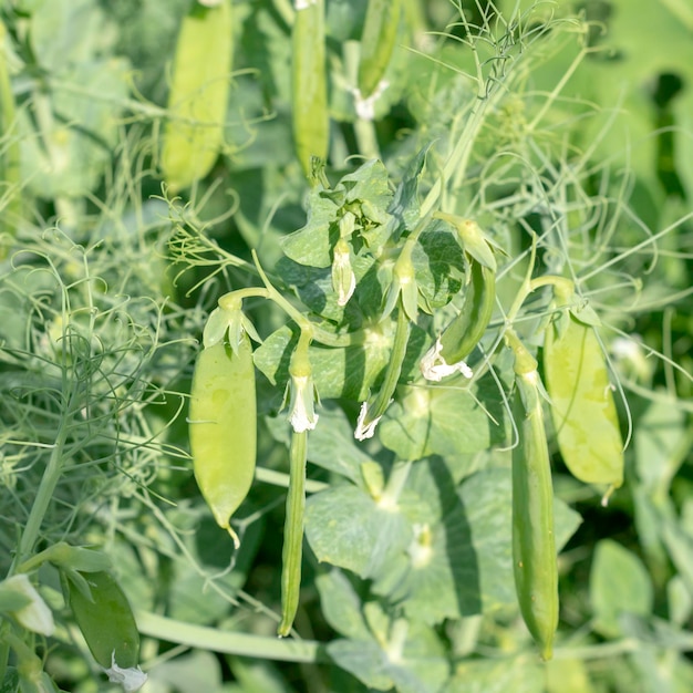 La plante de pois verts fleurit dans le jardin