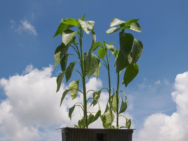 Plante de poivre de prise