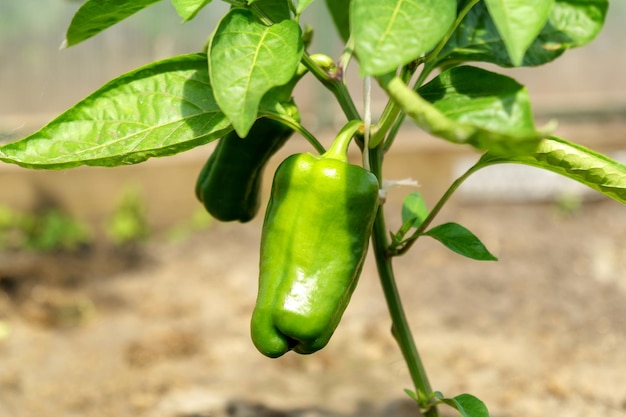 Plante de poivron vert en serre prête à récolter vue rapprochée Mise au point sélective