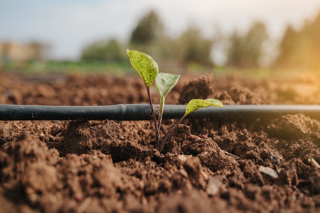 Plante de pomme de terre germant dans le sol à côté de l'irrigation goutte à goutte et au soleil