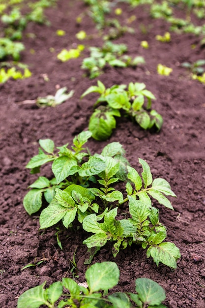 Plante de pomme de terre jeune en bonne santé dans le jardin biologique.
