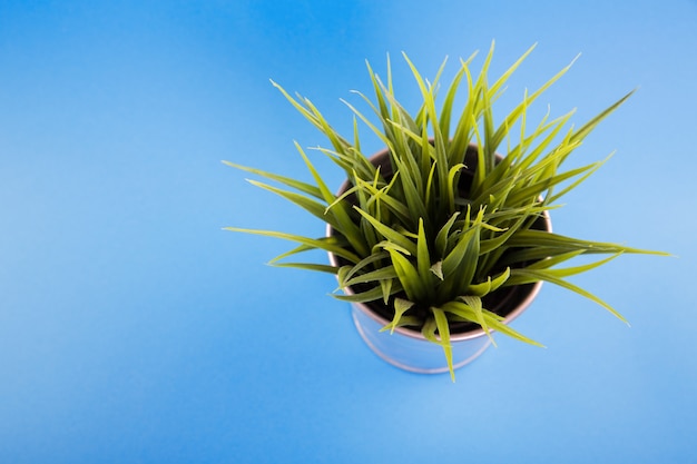 Plante en pot argenté sur fond bleu