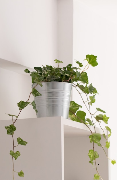 Plante en pot sur une armoire