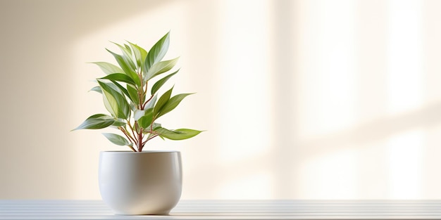 Une plante en pot assise sur une table blanche