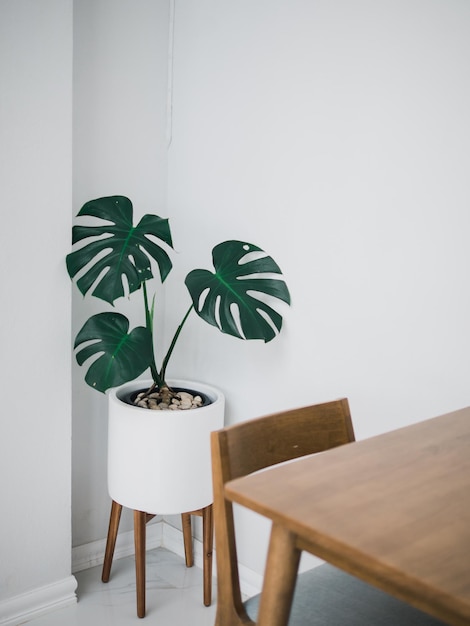 Photo plante en pot contre le mur à la maison