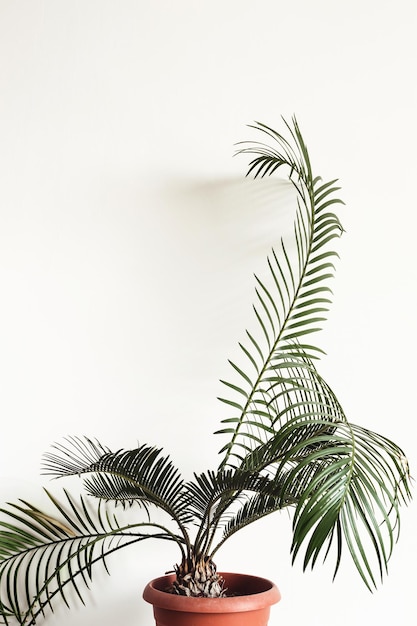 Plante en pot Cycas contre mur blanc. Fragment intérieur scandinave.