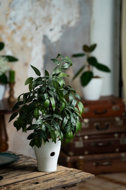 Photo plante en pot dans la conception de la chambre avec des valises