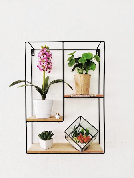 Photo plante en pot dans une étagère contre le mur