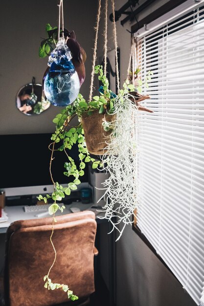 Photo plante en pot sur la fenêtre