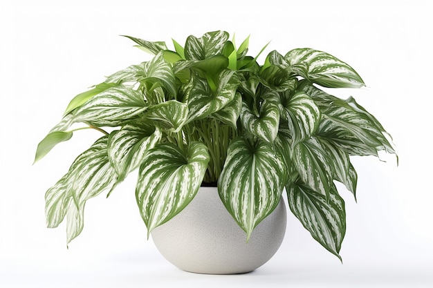 Une plante en pot avec des feuilles vertes et fond blanc