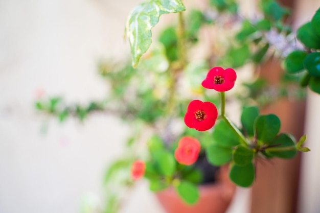 Une plante en pot avec des fleurs rouges en arrière-plan