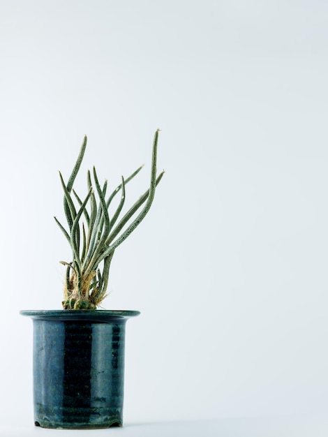 Plante en pot sur fond blanc