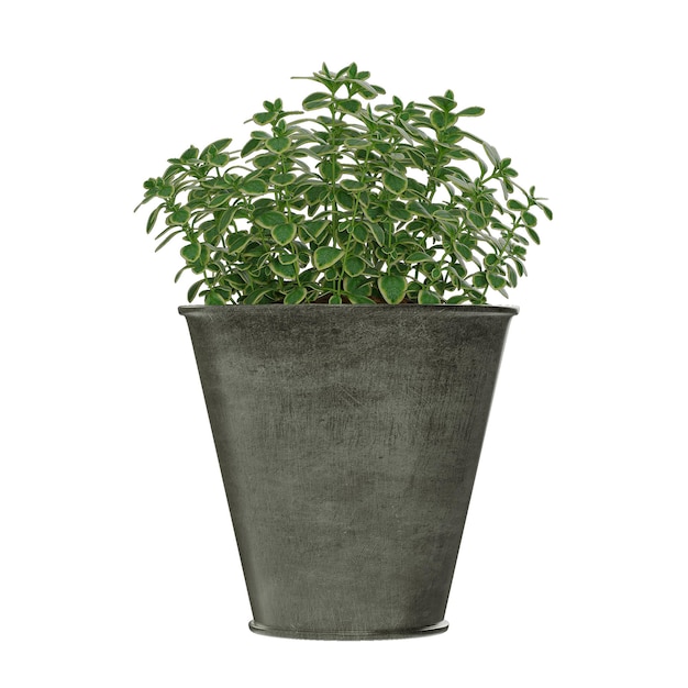 plante en pot isolé sur fond blanc