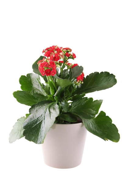 Plante en pot maison Kalanchoe à fleurs rouges