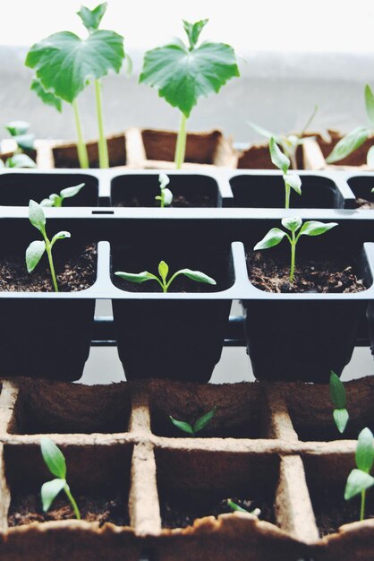 Photo plante en pot sur le mur