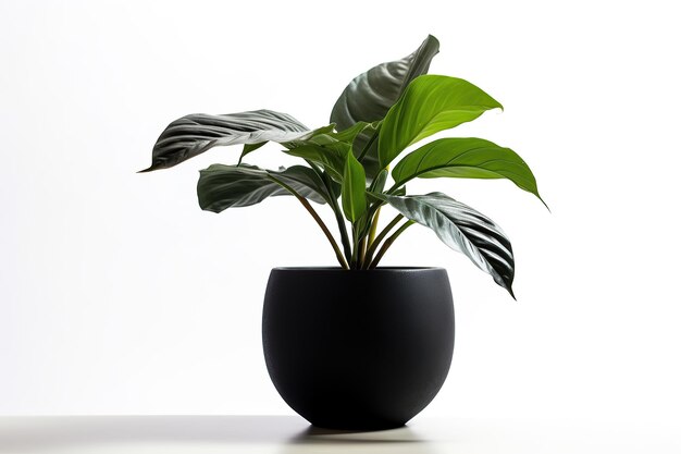 Plante en pot noire avec un fond blanc IA générative