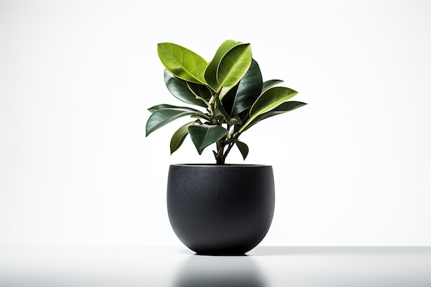 Plante en pot noire avec un fond blanc IA générative