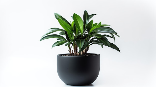 Plante en pot noire avec un fond blanc IA générative