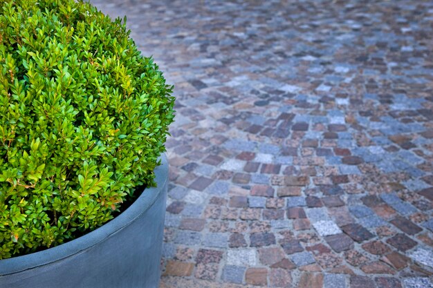 Plante en pot sur une place de la ville