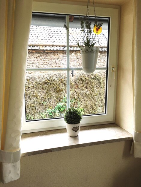 Photo plante en pot sur le seuil de la fenêtre à la maison