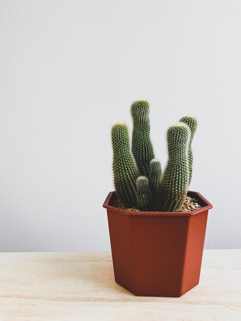 Photo une plante en pot sur une table sur un fond blanc