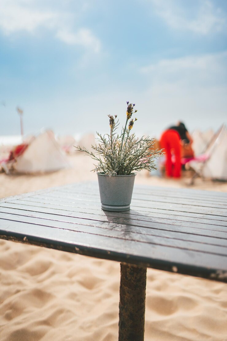 Photo plante en pot sur la table