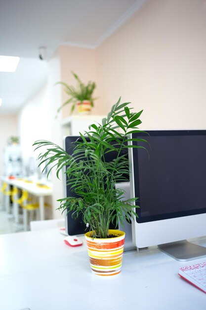 Photo plante en pot sur la table