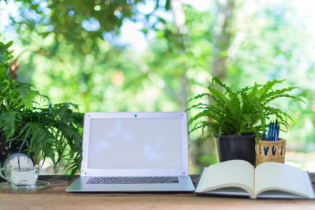 Photo plante en pot sur la table