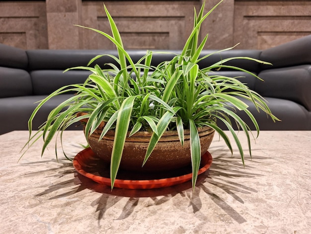 Une plante en pot sur une table