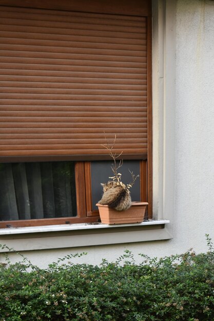 Photo plante en pot