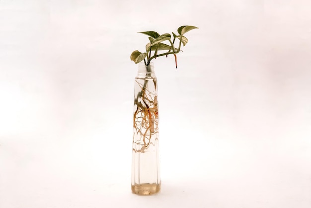 Plante poussant dans un bocal en verre sur fond blanc