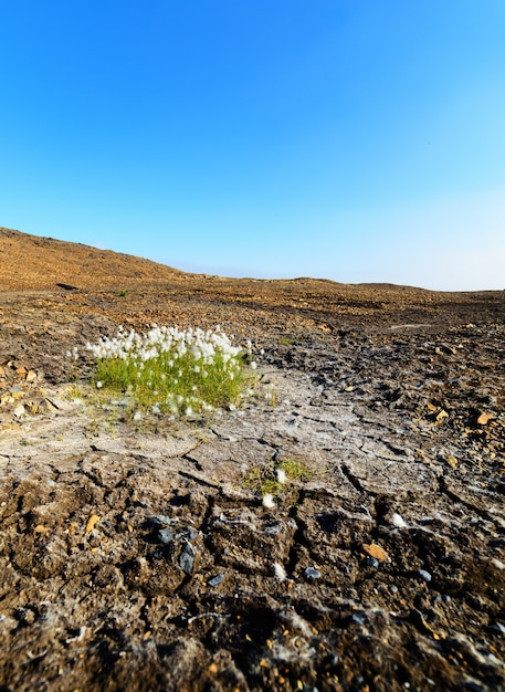 Plante poussant dans la montagne aride