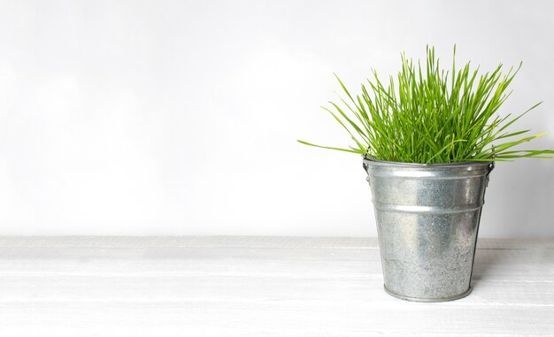 Plante poussant dans un seau d'argent sur fond blanc