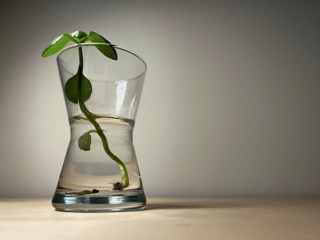 Plante poussant dans un verre