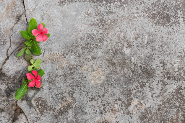 Plante poussant avec une fleur rose sur une feuille verte, jeune arbre traversant une fissure dans la chaussée.