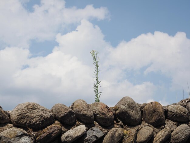 Plante poussant sur un mur de pierre