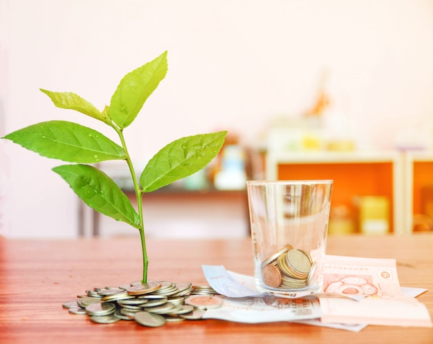 plante poussant à partir de pièces