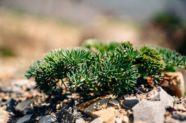 Photo une plante poussant sur les rochers dans le village de sukko.