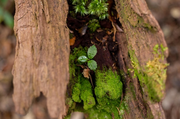 Plante poussant sur une souche d'arbre